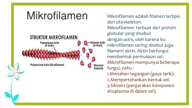 fungsi mikrofilamen