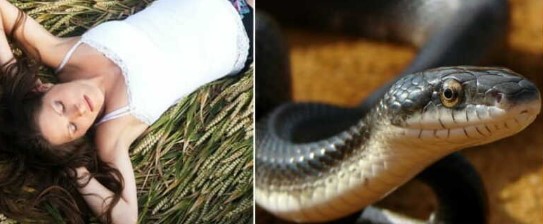 Meaning of Dreams Seeing 2 snake tail
