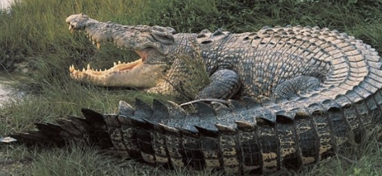 the meaning of dreams about crocodiles