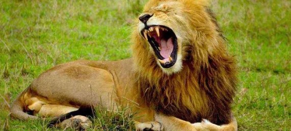 Il significato dei sogni sui leoni